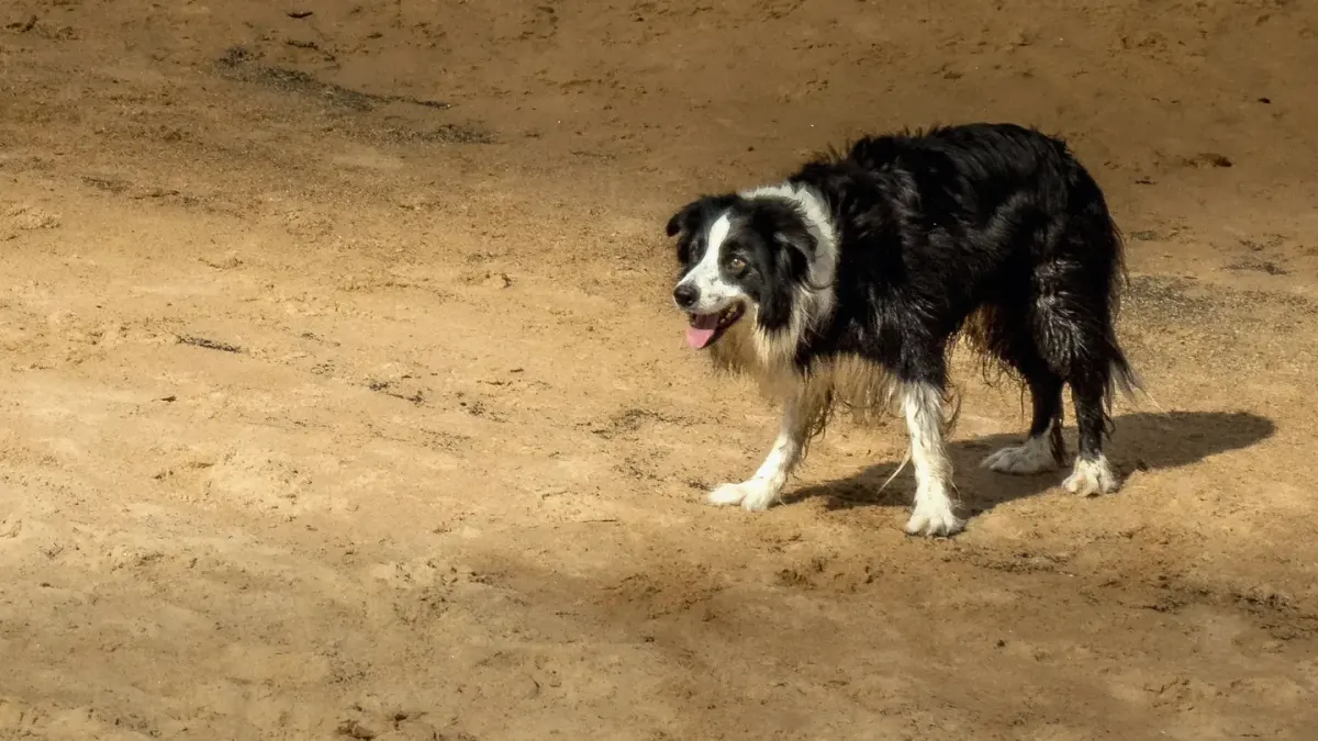 Dog on a dune