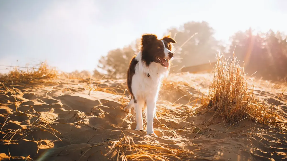 Dog on a dune