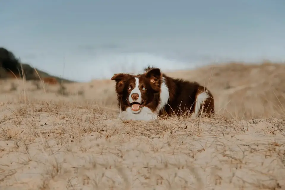 Dog on a dune