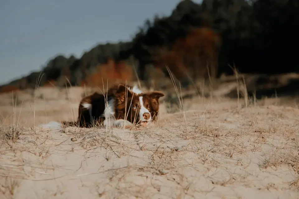 Dog on a dune
