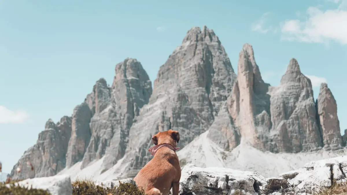Dog on a mountain trail