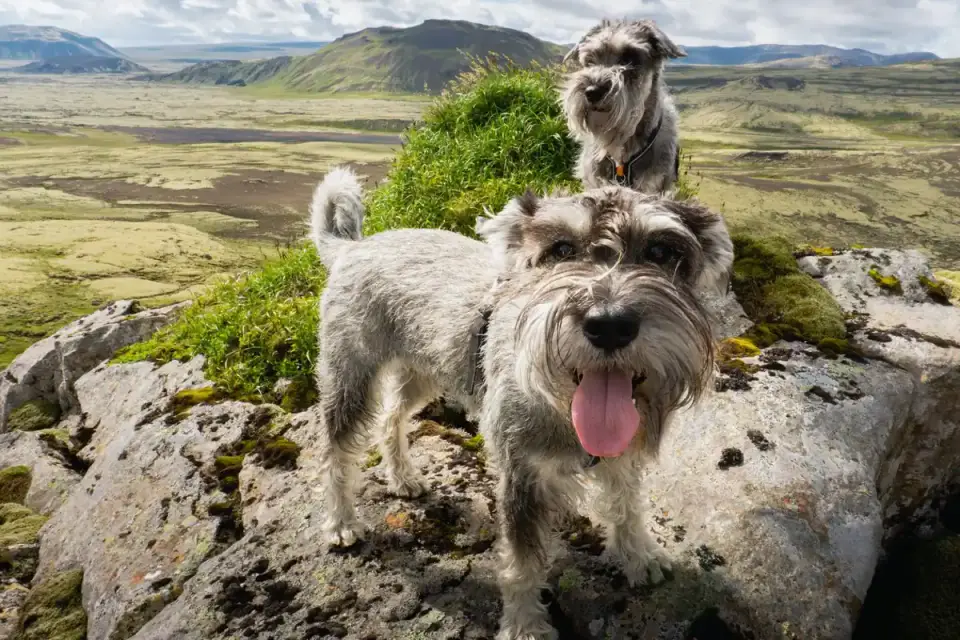 Dog on a mountain trail