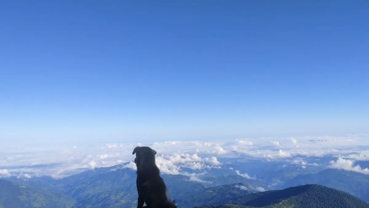 Dog on a mountain trail