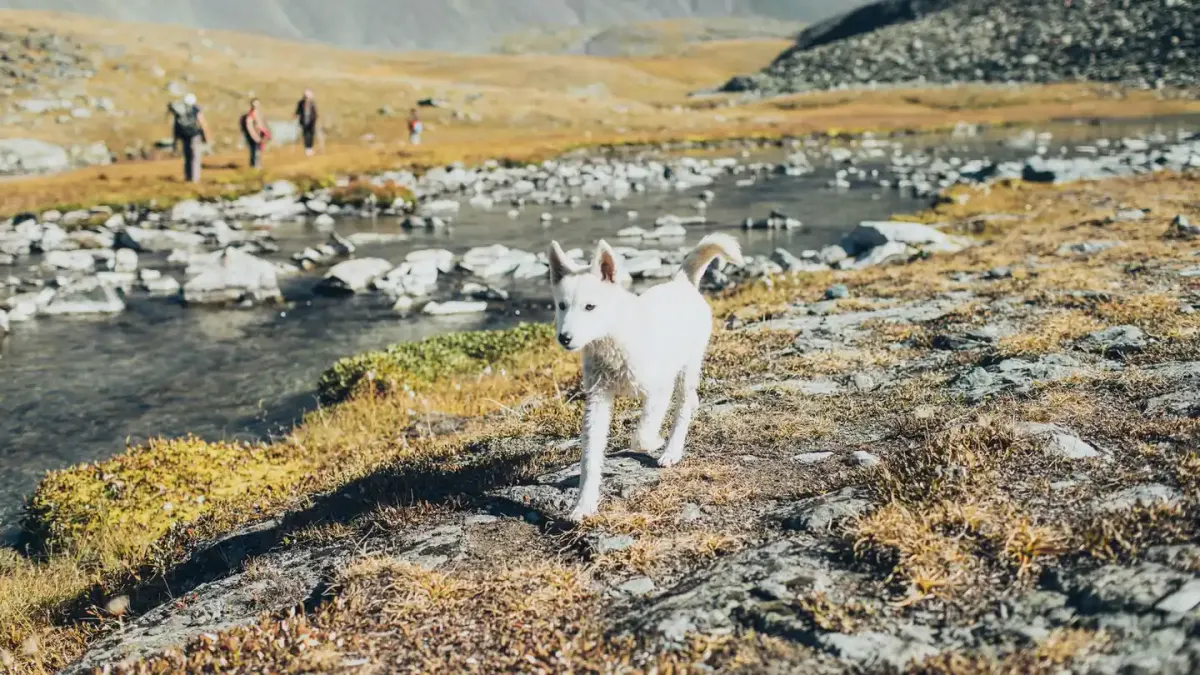 Dog on a mountain trail