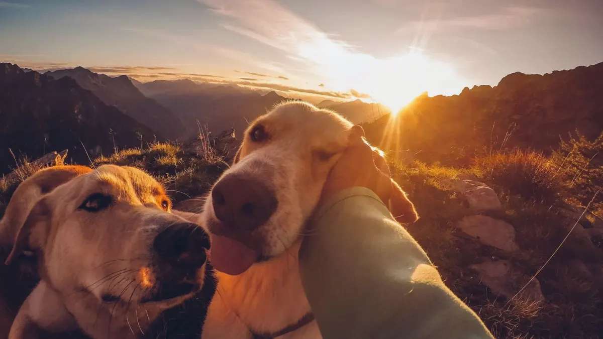 Dog on a mountain trail