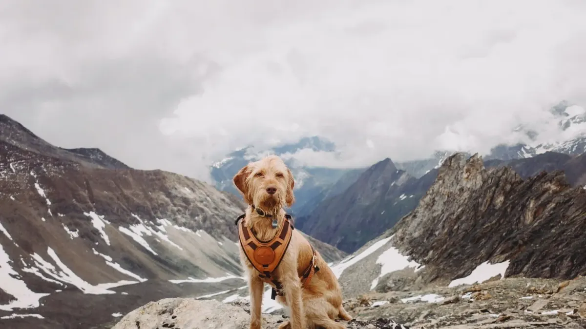 Dog on a mountain trail
