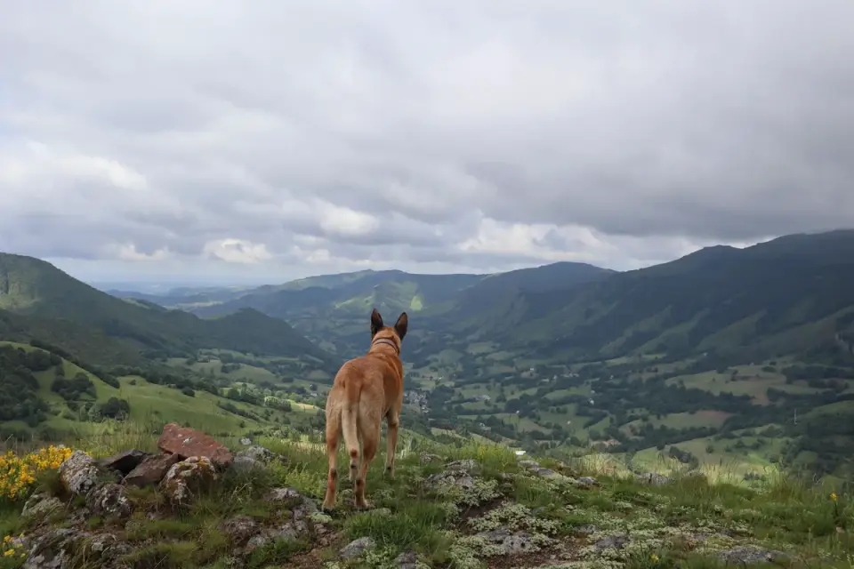 Dog on a mountain trail