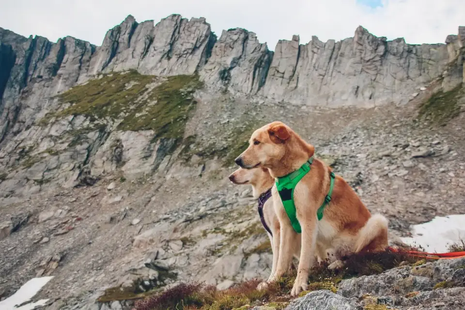 Dog on a mountain trail