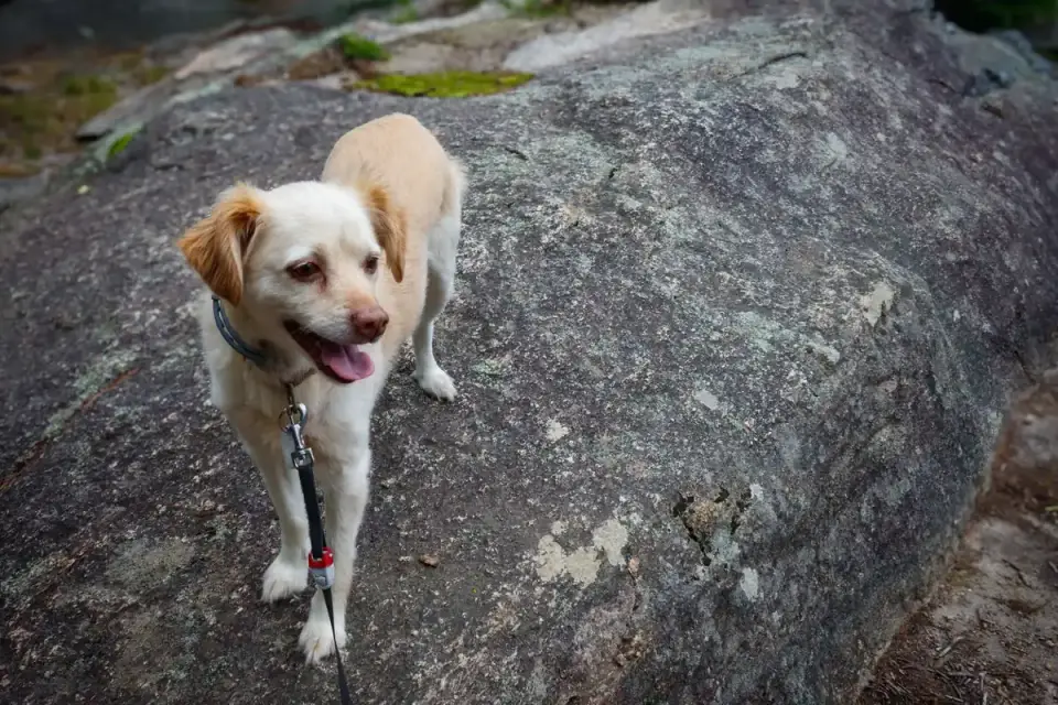 Dog on a mountain trail