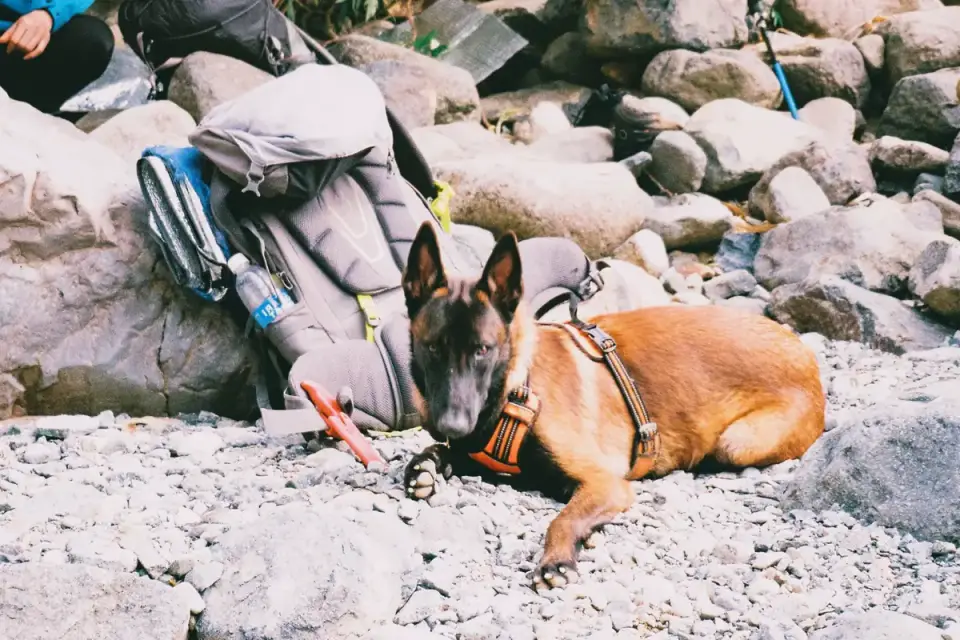 Dog on a mountain trail
