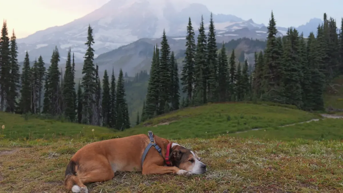 Dog on a mountain trail