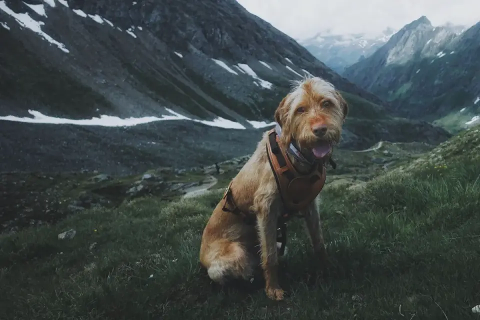Dog on a mountain trail