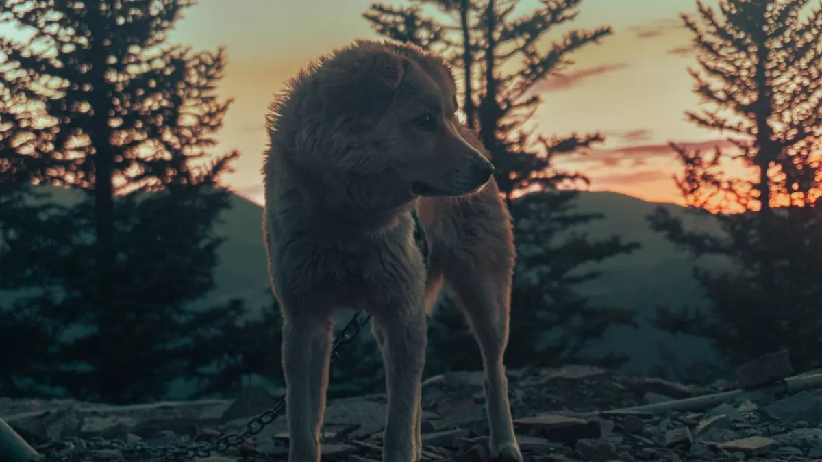 Dog on a mountain trail