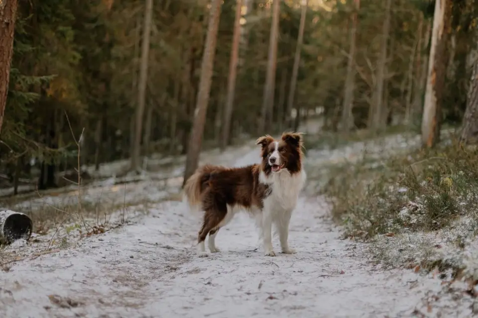 Dog on a mountain trail