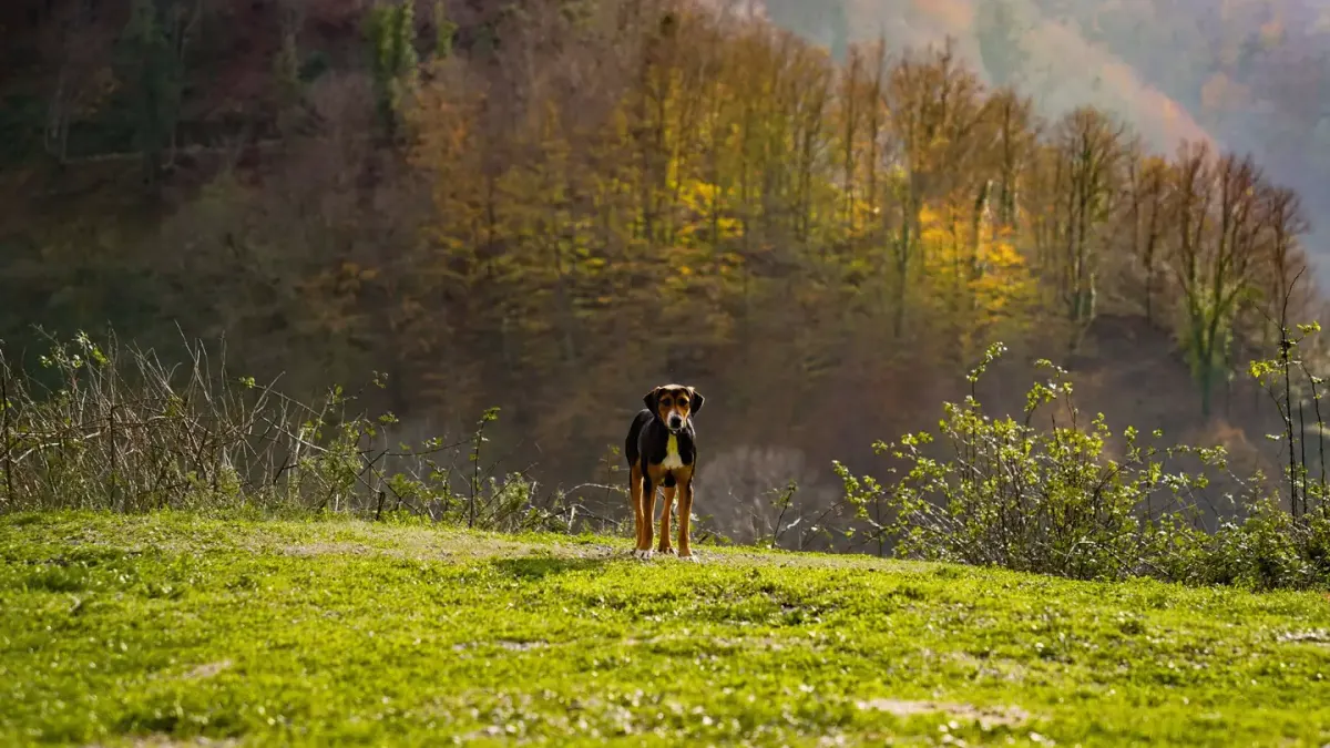 Dog on a mountain trail