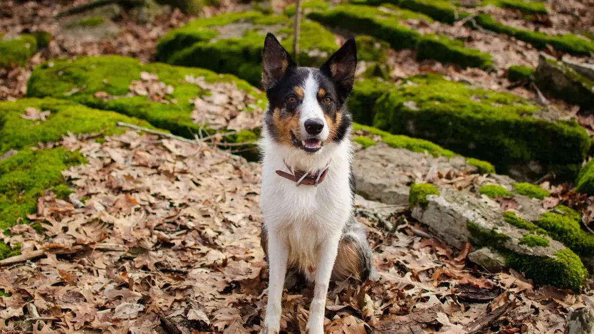 Dog on a mountain trail