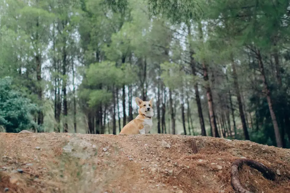 Dog on a mountain trail