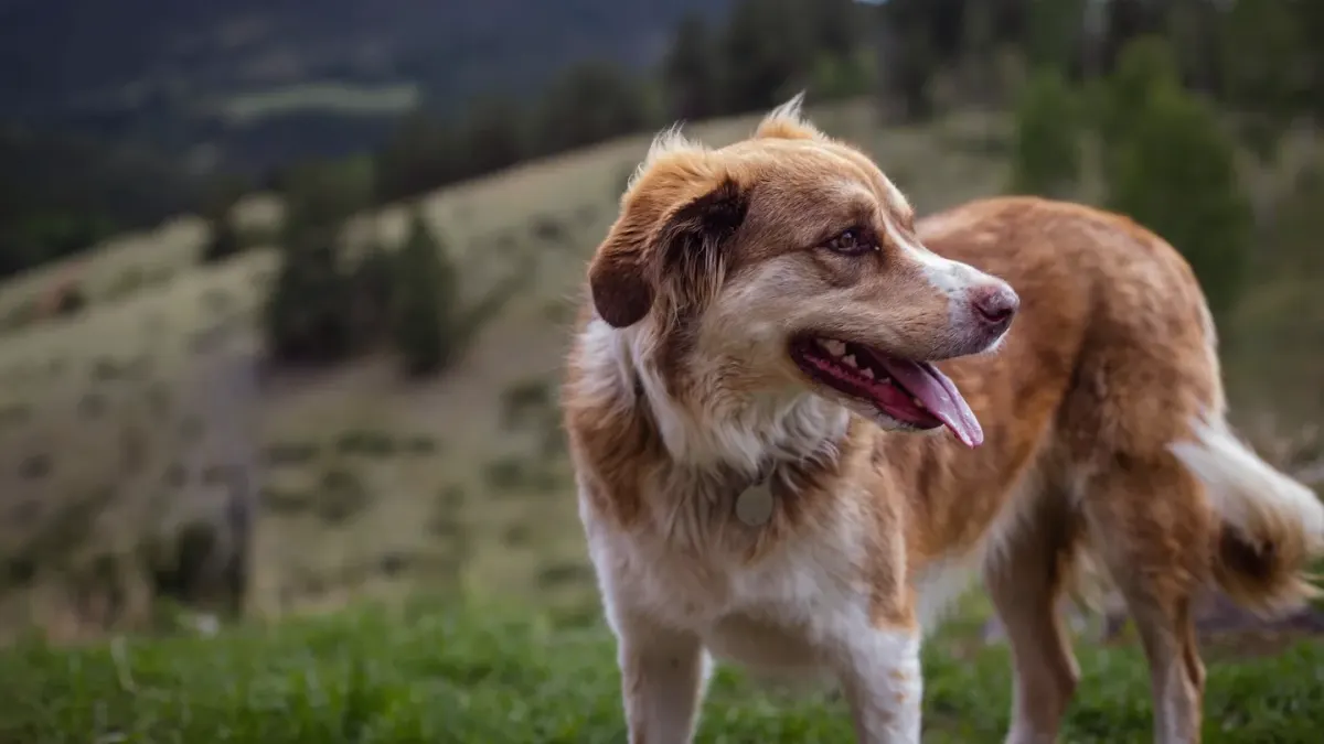 Dog on a mountain trail