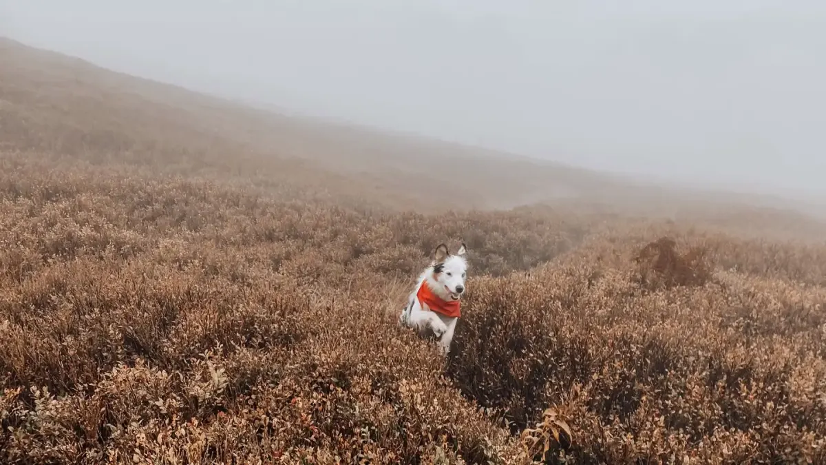 Dog on a mountain trail
