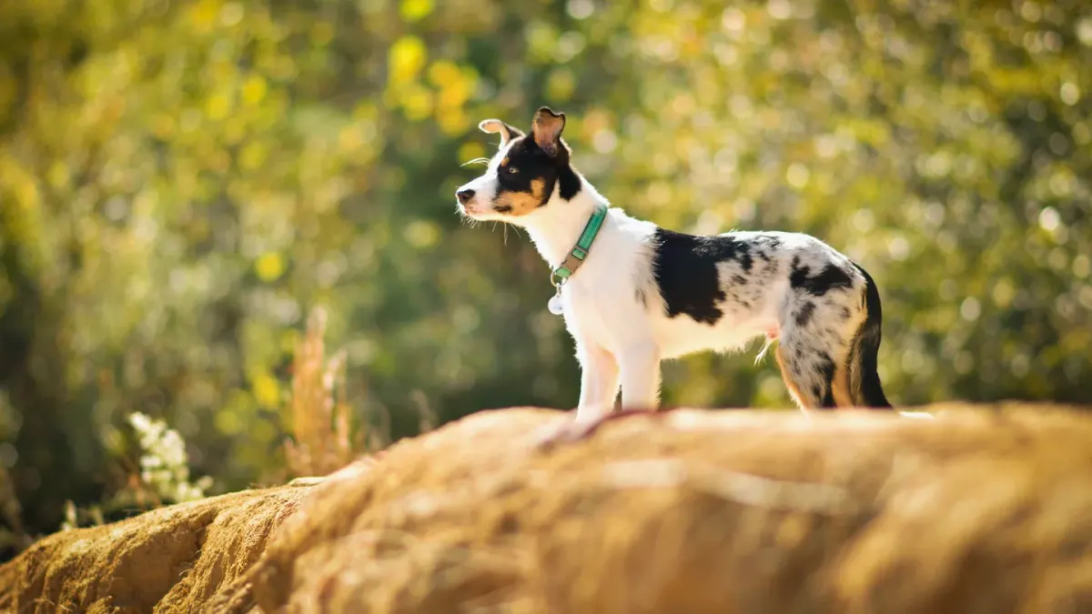 Dog on a mountain trail