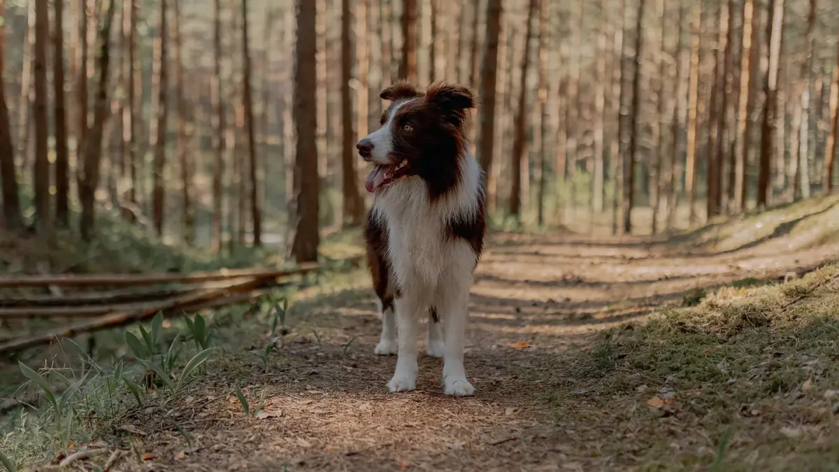 Dog on a mountain trail