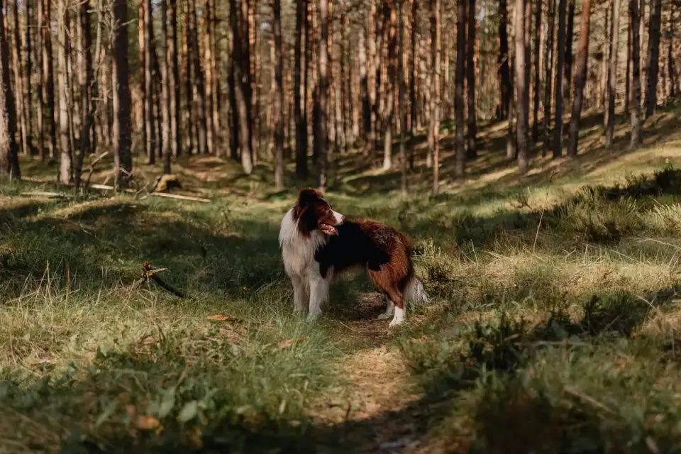 Dog on a mountain trail