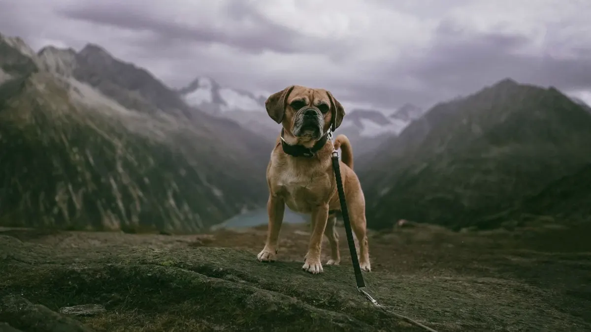 Dog on a mountain trail