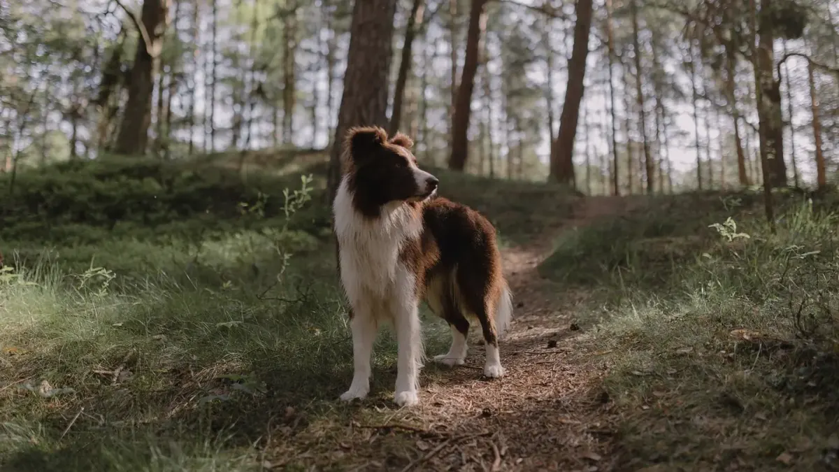 Dog on a mountain trail