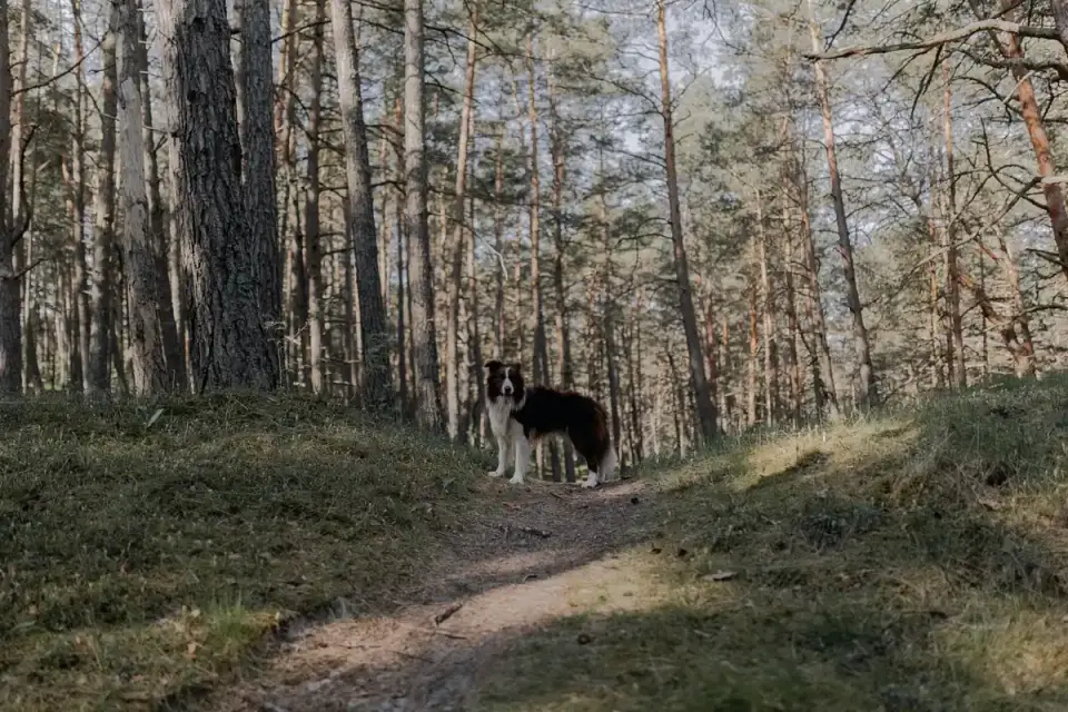 Dog on a mountain trail