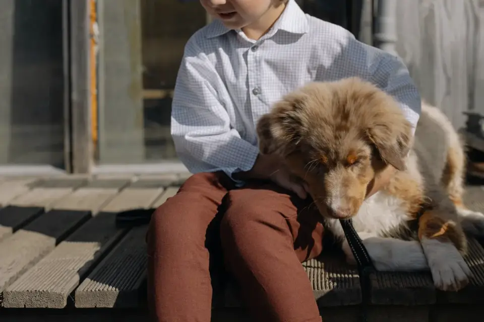 Dog on a porch