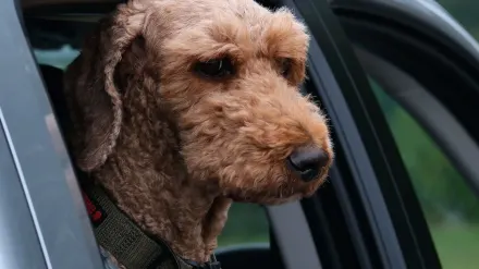 Dog on a road trip