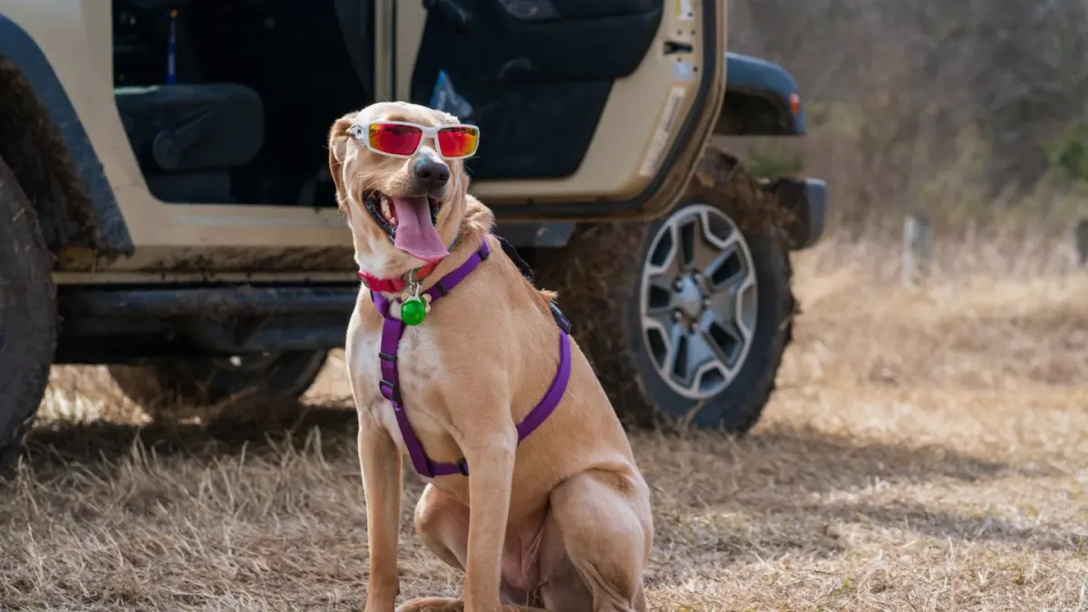 Dog on a road trip