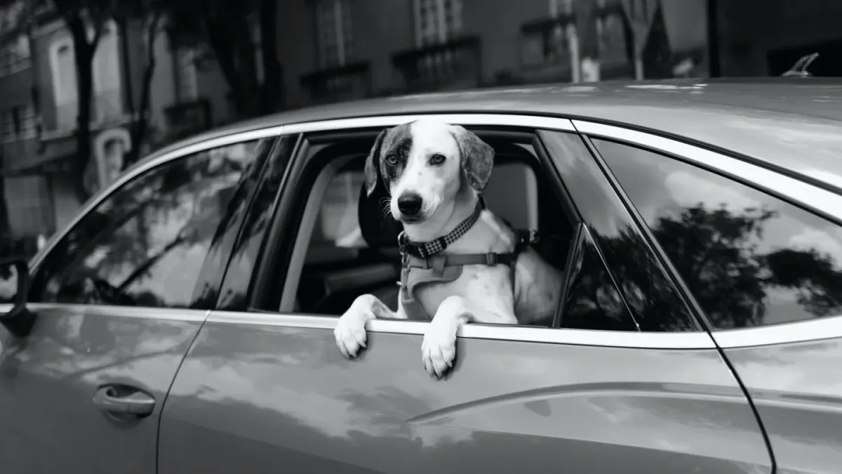 Dog on a road trip