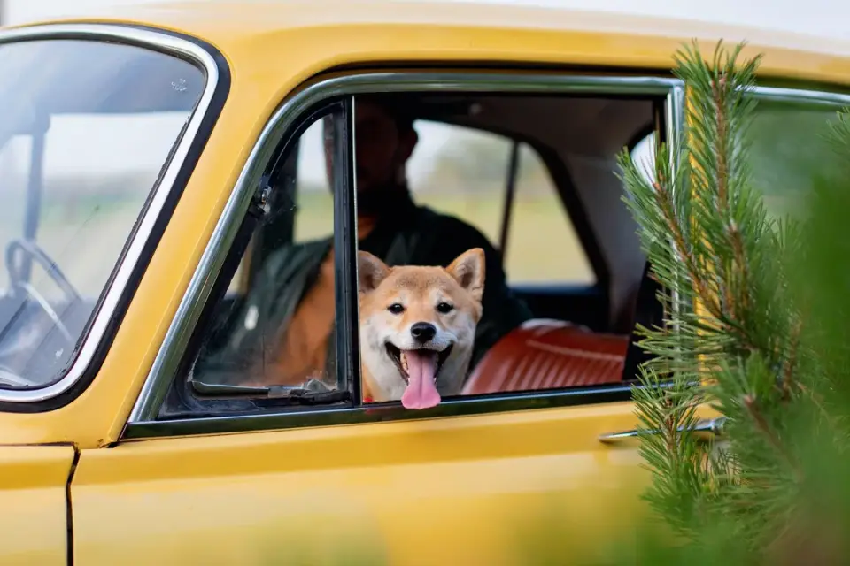 Dog on a road trip