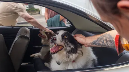 Dog on a road trip