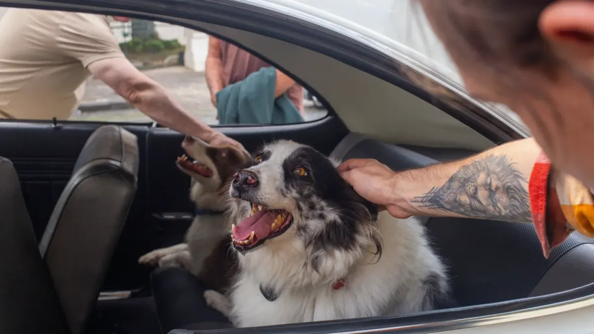 Dog on a road trip