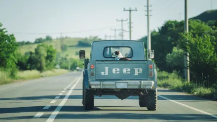 Dog on a road trip