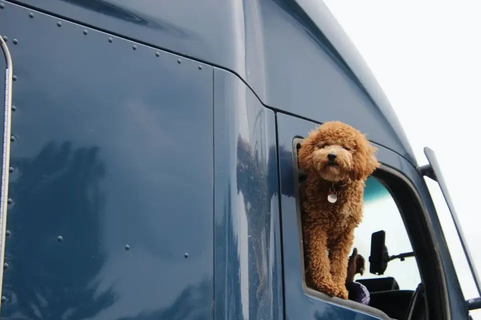 Dog on a road trip