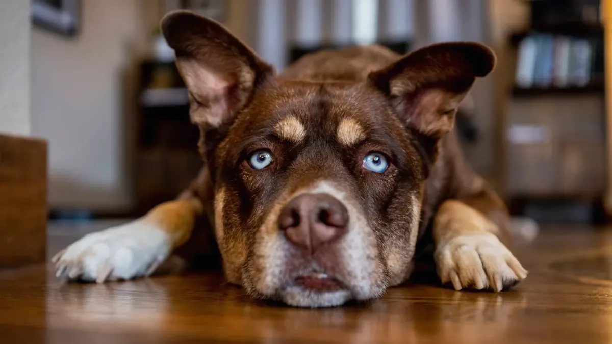 Dog resting at home