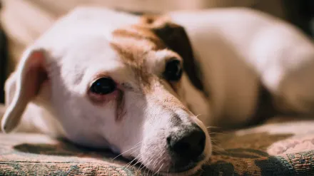 Dog resting at home