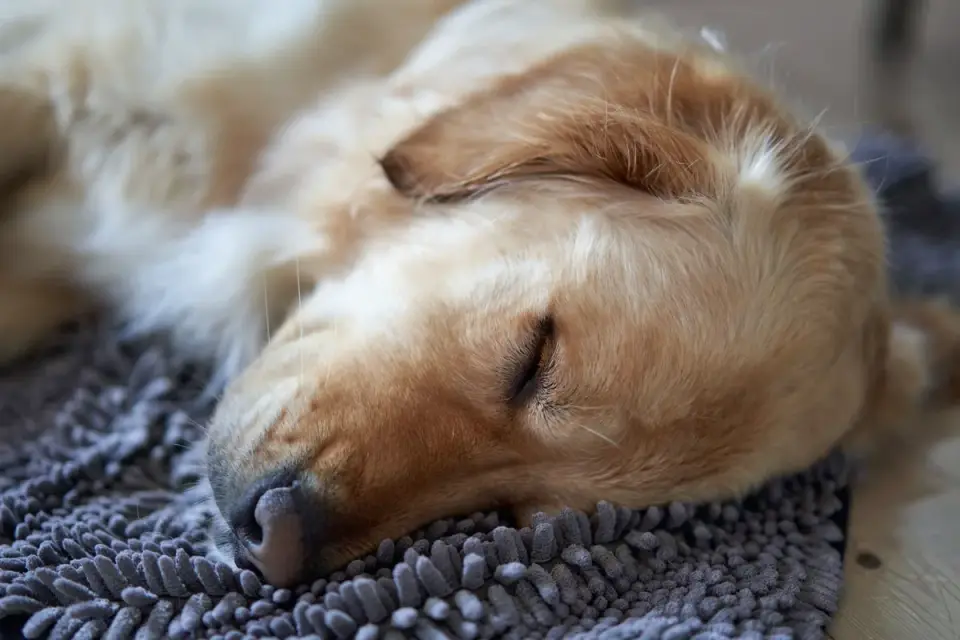 Dog resting at home