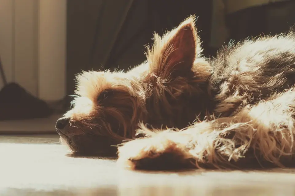 Dog resting at home