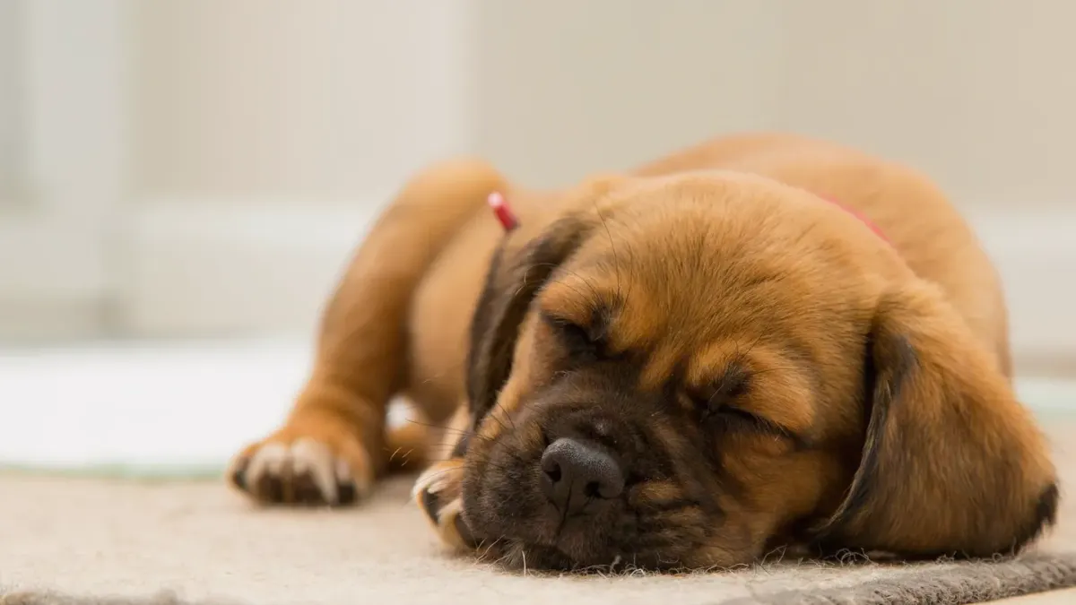 Dog resting at home