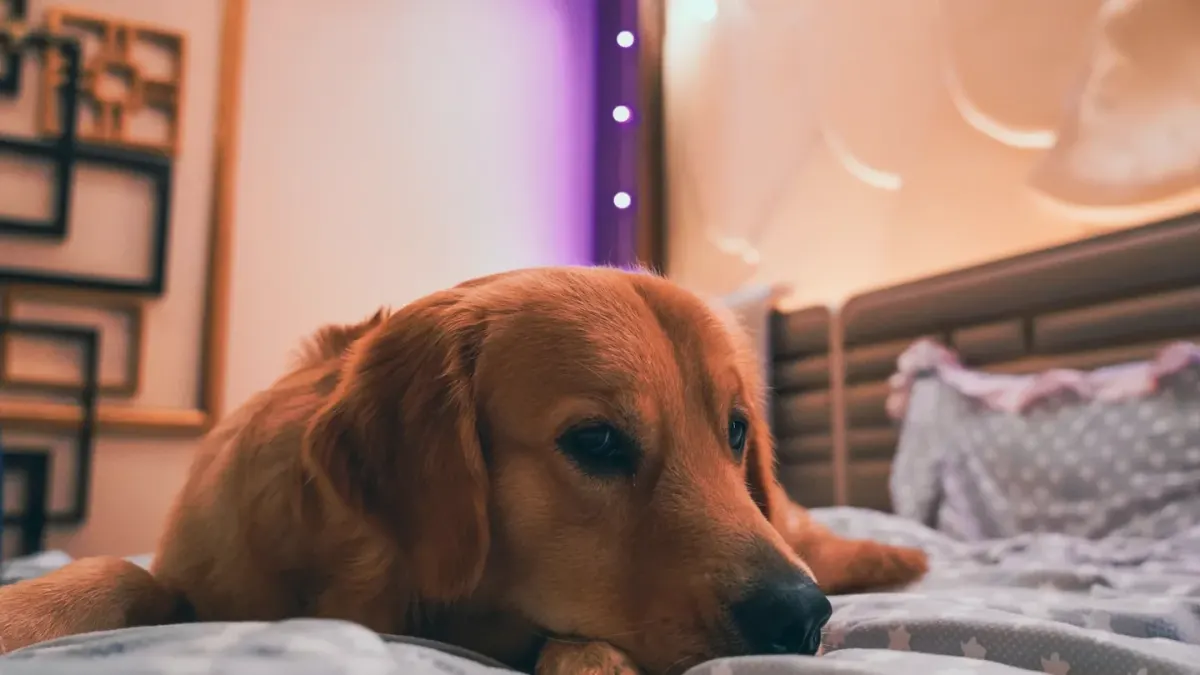 Dog resting at home