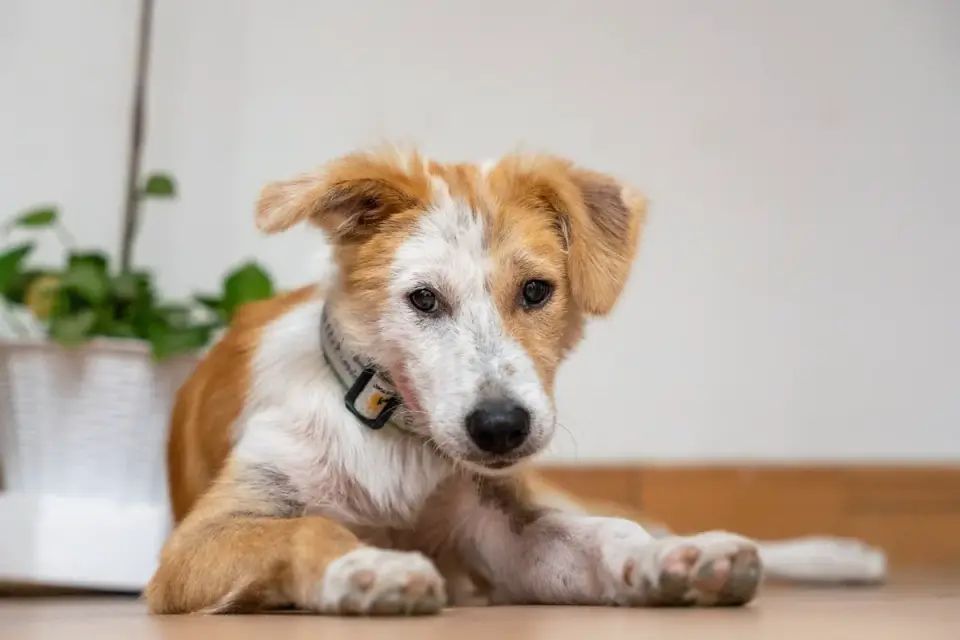 Dog resting at home