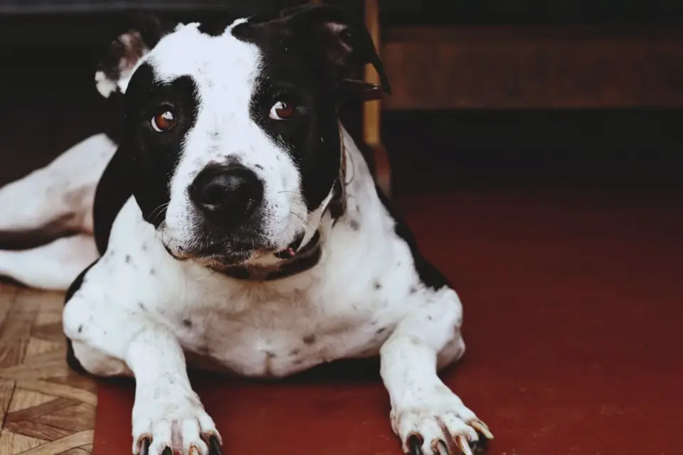 Dog resting at home