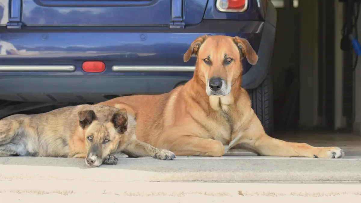 Dog resting at home