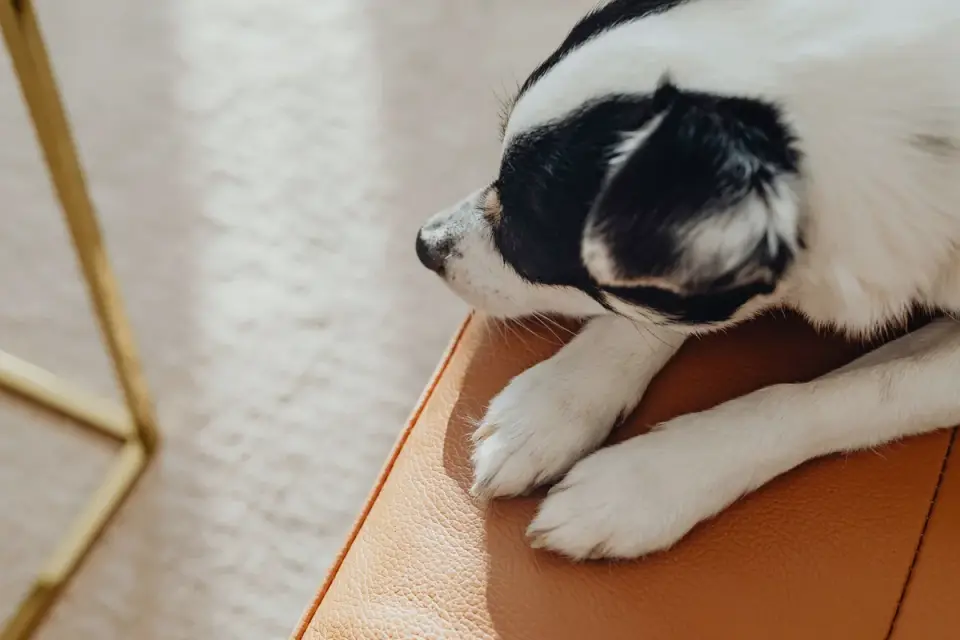 Dog resting at home