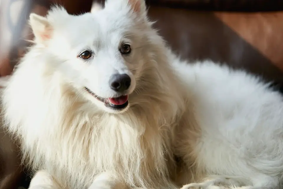 Dog resting at home