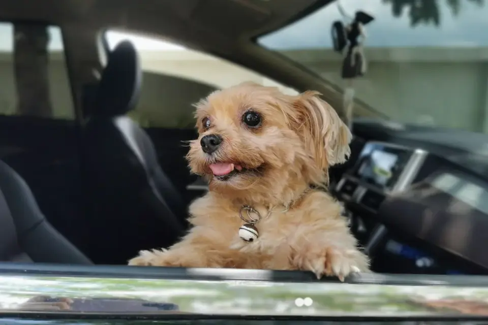Dog resting calmly inside a secured travel crate in the back seat of a car
